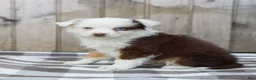 Australian Shepherd dogs for sale: Ruby - Ad 3