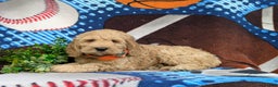 Cockapoo dogs for sale: Leon - Ad 13