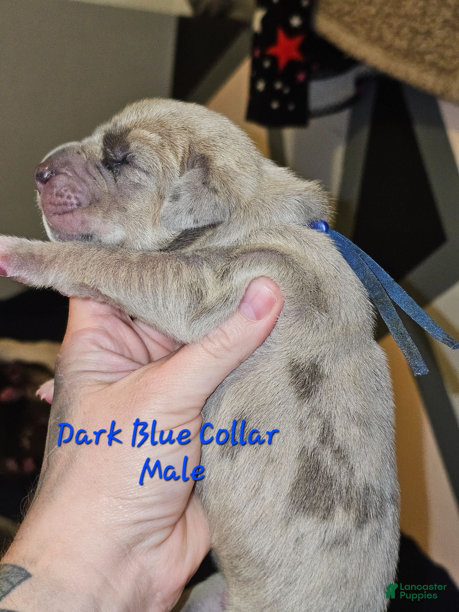 Great Dane dogs Dark blue collar - Ad 22