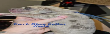 Dark blue collar
