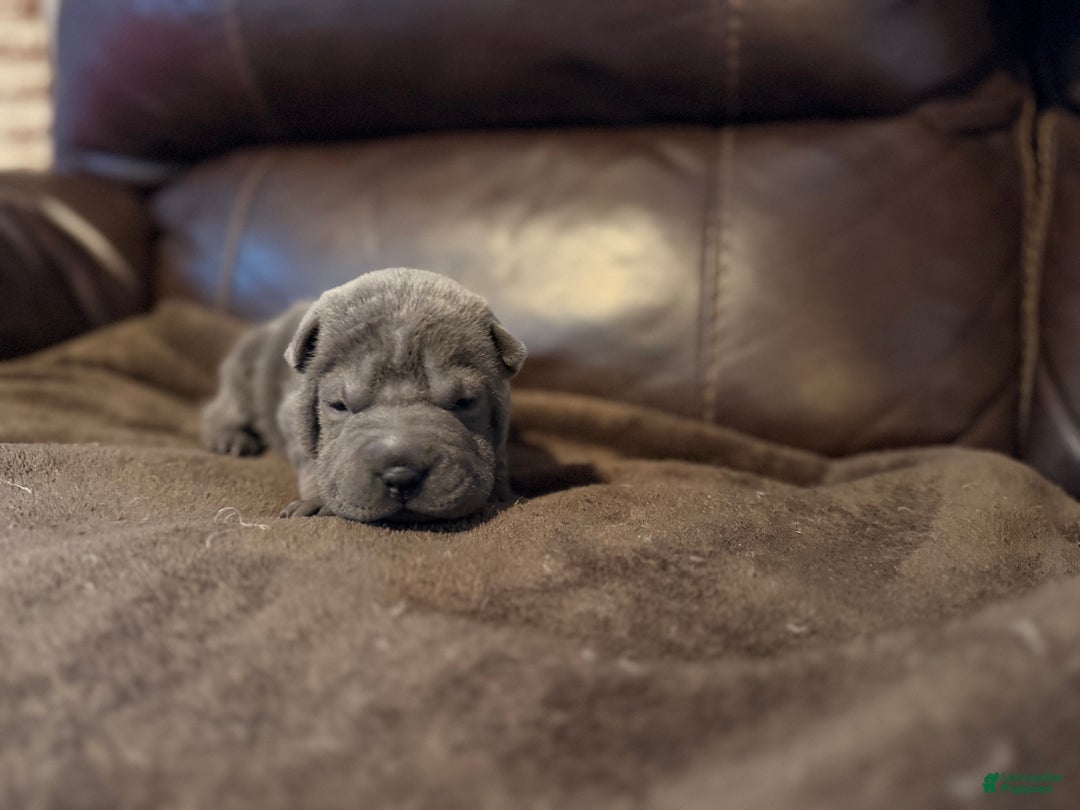 Shar Pei dogs for sale: Sylvia - Ad 3