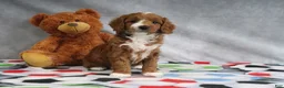 Mini Goldendoodle dogs for sale: Alisha - Ad 4