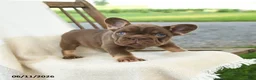 French Bulldog dogs for sale: Kona - Ad 1