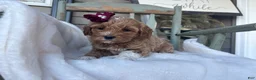 Mini Goldendoodle dogs for sale: Liz - Ad 2