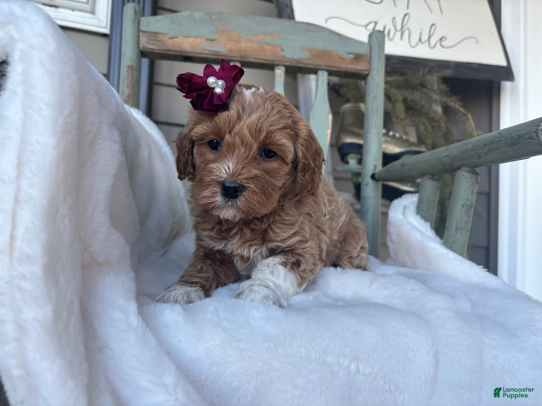 Mini Goldendoodle dogs for sale: Liz - Ad 2