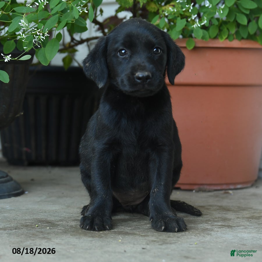 Labrador Retriever dogs Paisley - Ad 2