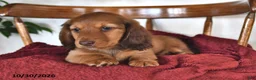 Miniature Dachshund dogs for sale: Hunter - Ad 3