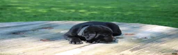 Labrador Retriever dogs for sale: Landy - Ad 1