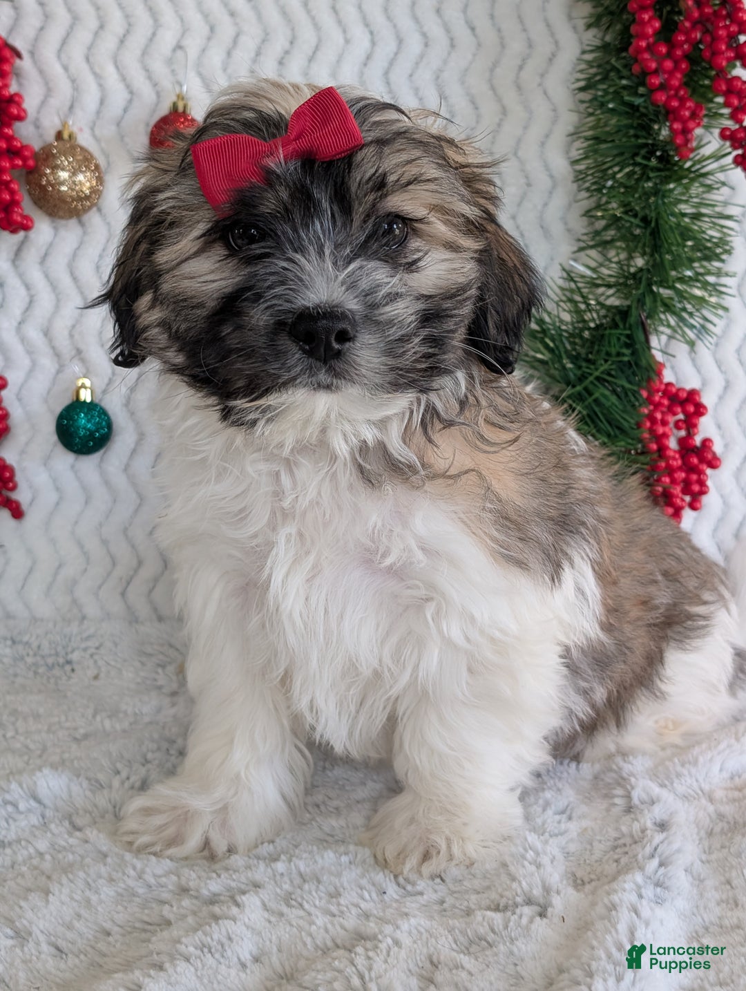 Teddy Bear dogs for sale: Loki - Ad 4