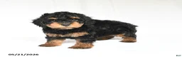 Toy Poodle dogs for sale: Kerry - Ad 3