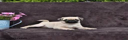 Pug dogs for sale: Begonia - Ad 4