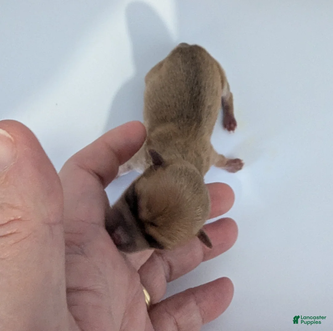 Chihuahua dogs for sale: Roman - Ad 2