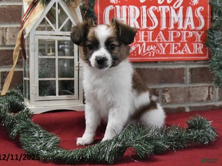 Papillon dogs Omega - Ad 3