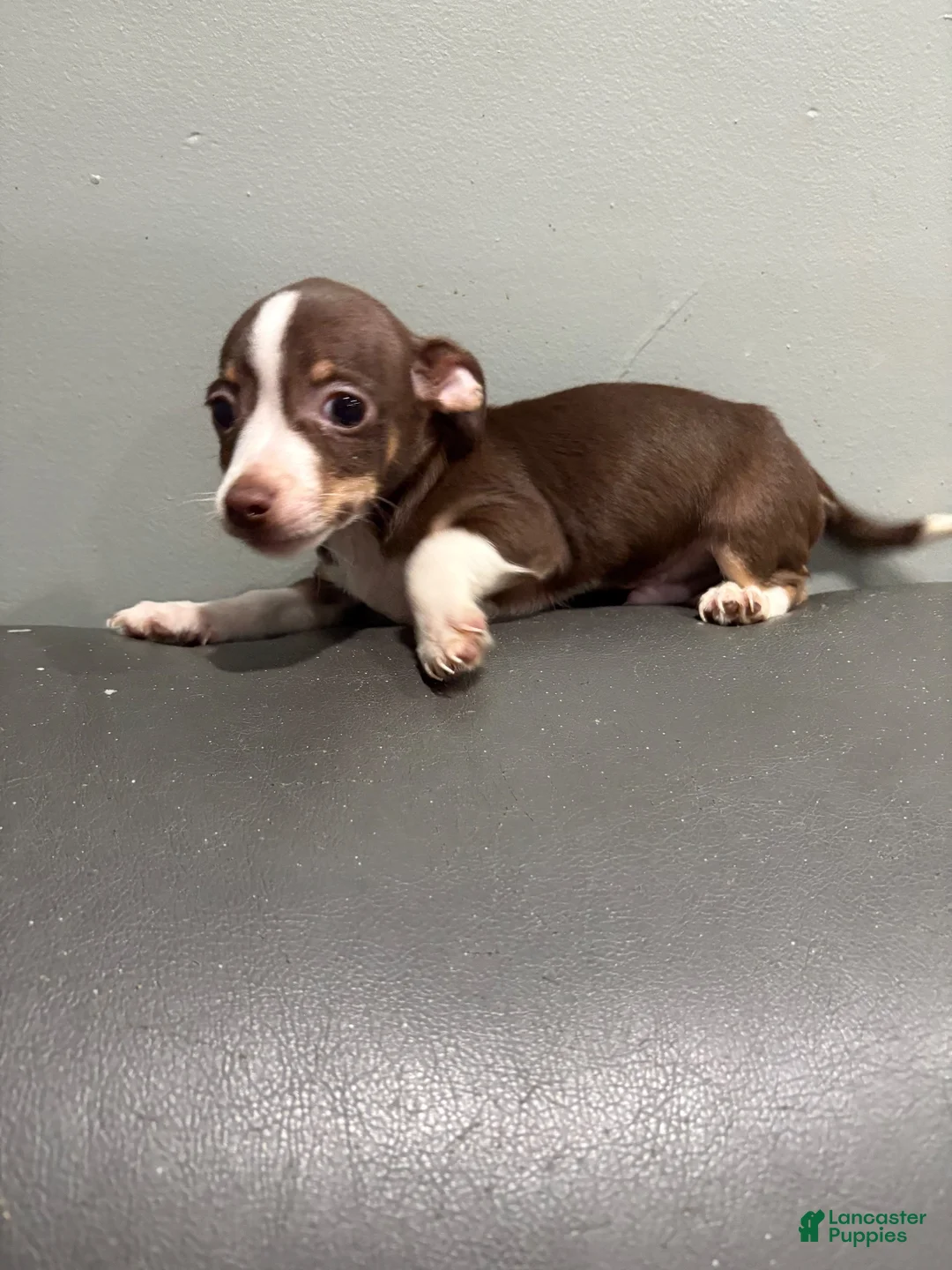 Chihuahua dogs for sale: Chihuahua 1 - Ad 1