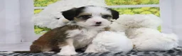 Mini Bernedoodle dogs for sale: Ryker - Ad 2