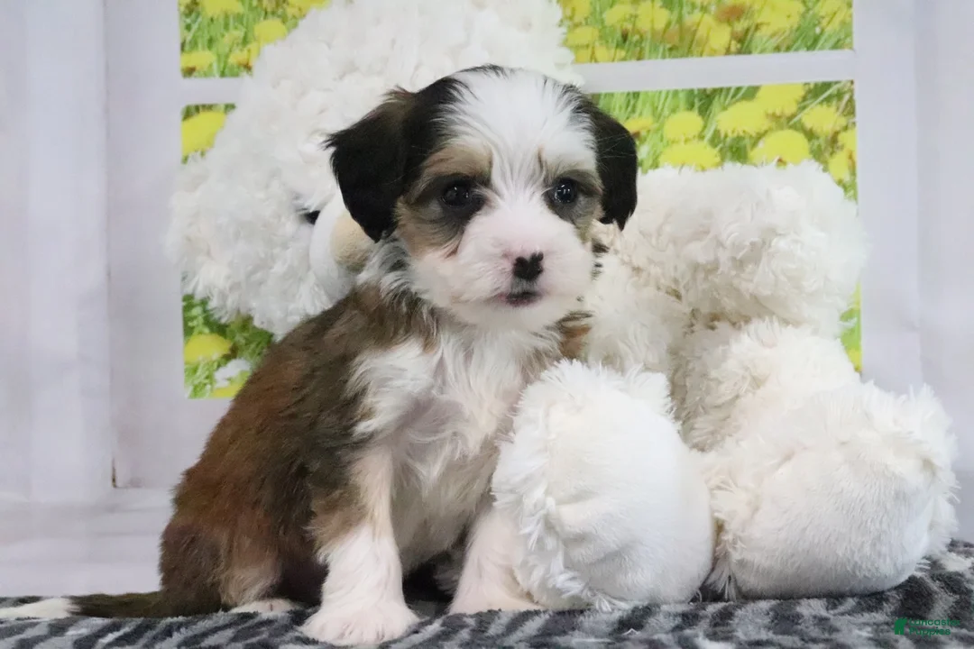 Mini Bernedoodle dogs for sale: Ryker - Ad 2