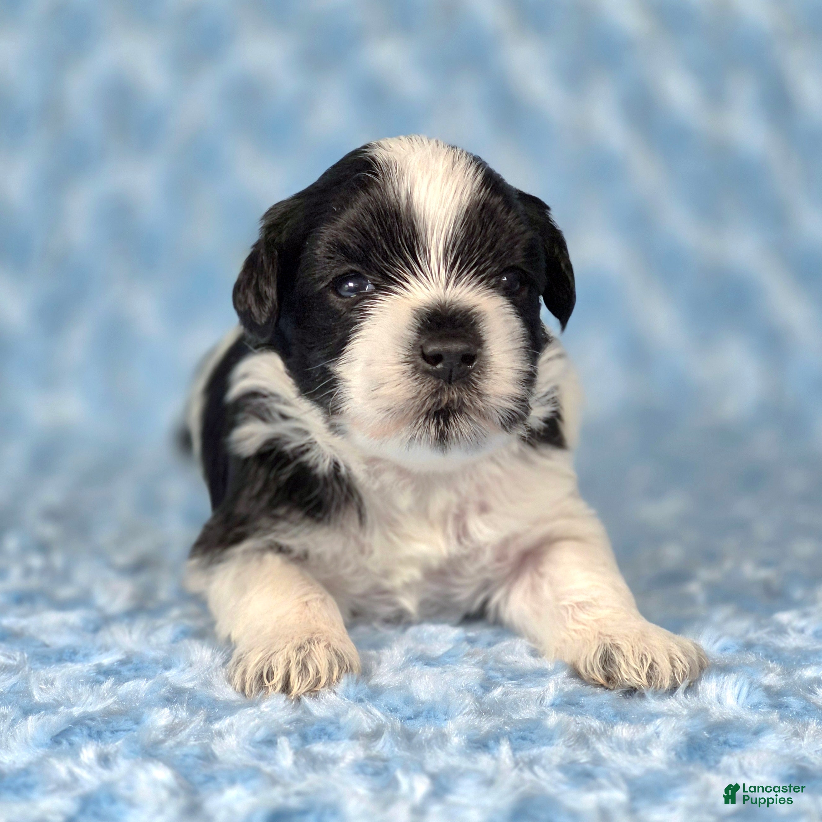 Miniature Schnauzer dogs Oreo - Ad 1