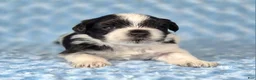 Miniature Schnauzer dogs for sale: Oreo - Ad 1