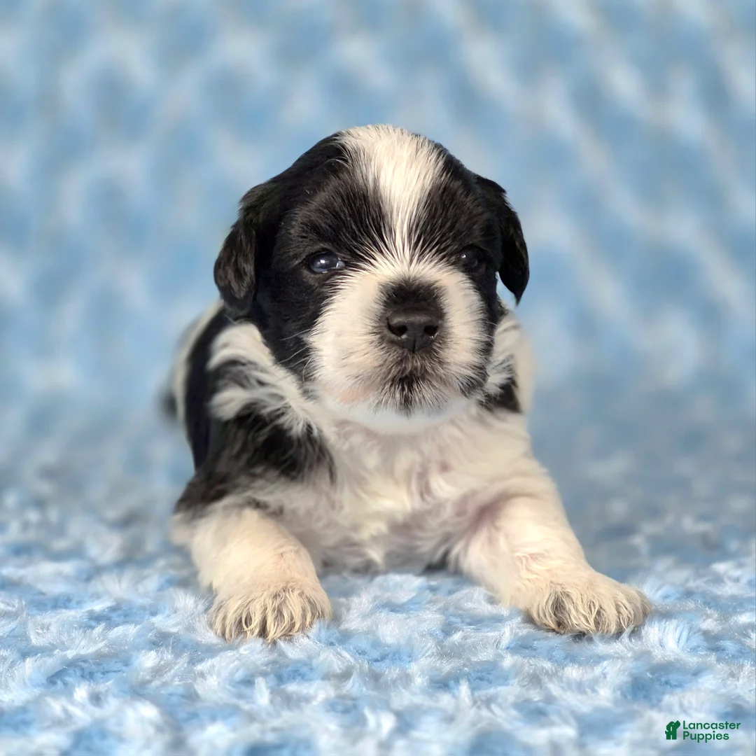 Miniature Schnauzer dogs for sale: Oreo - Ad 1