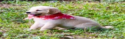 Golden Retriever dogs for sale: Pink Girl 4 - Ad 33
