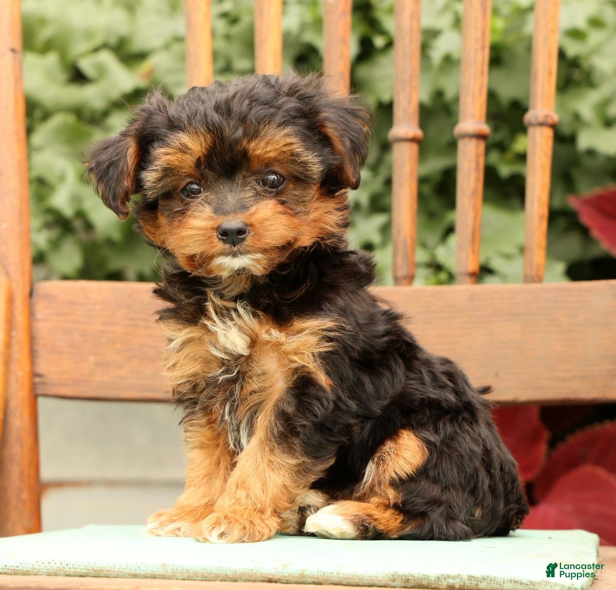 Morkie dogs Dana - Ad 2