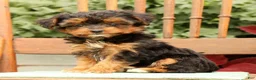 Morkie dogs for sale: Dana - Ad 2