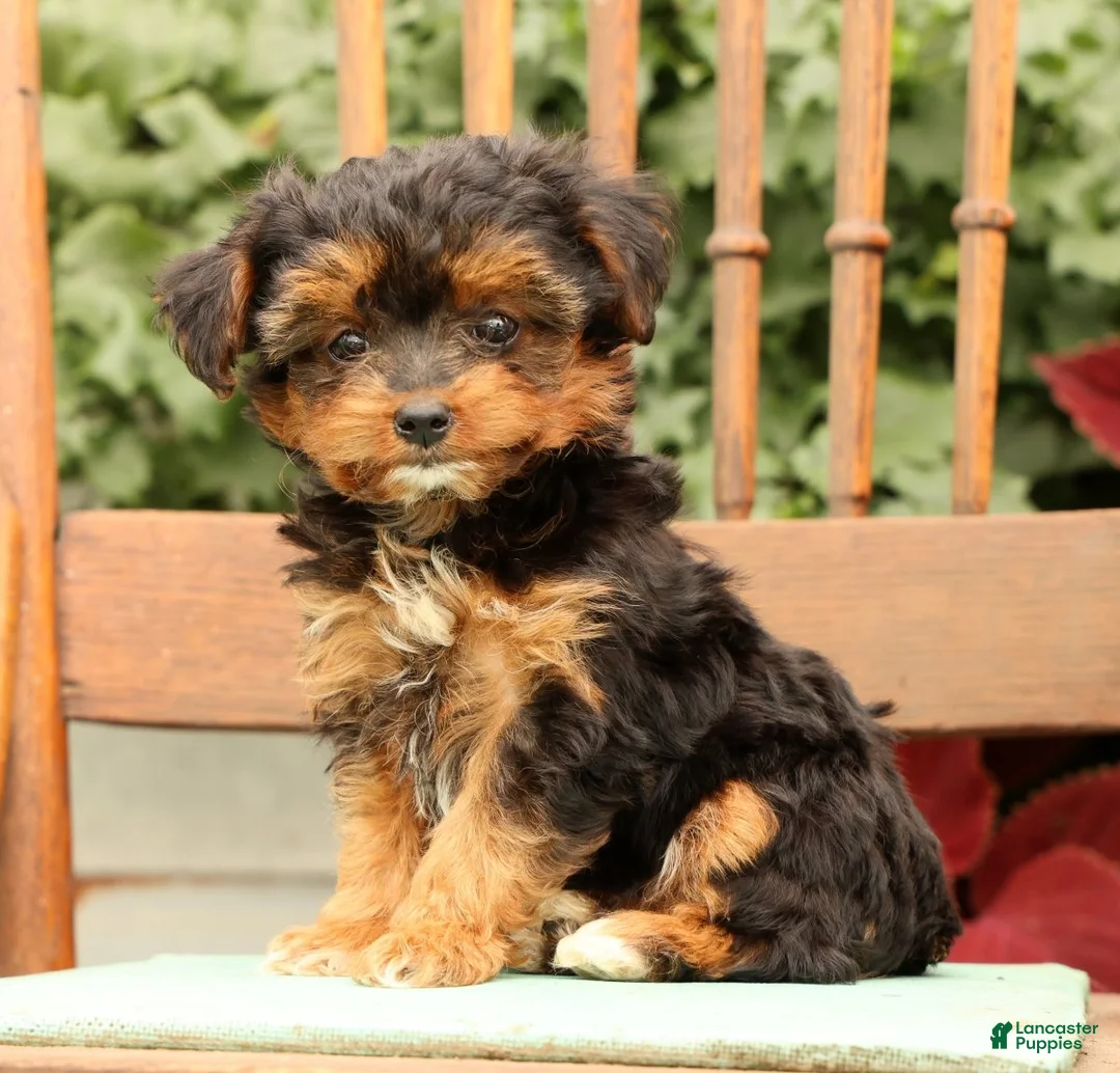 Morkie dogs for sale: Dana - Ad 2