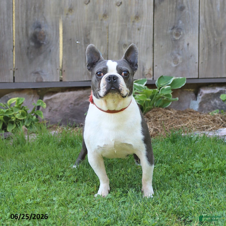 Boston Terrier dogs Rocket - Ad 1