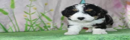Mini Bernedoodle dogs for sale: Marshall - Ad 5