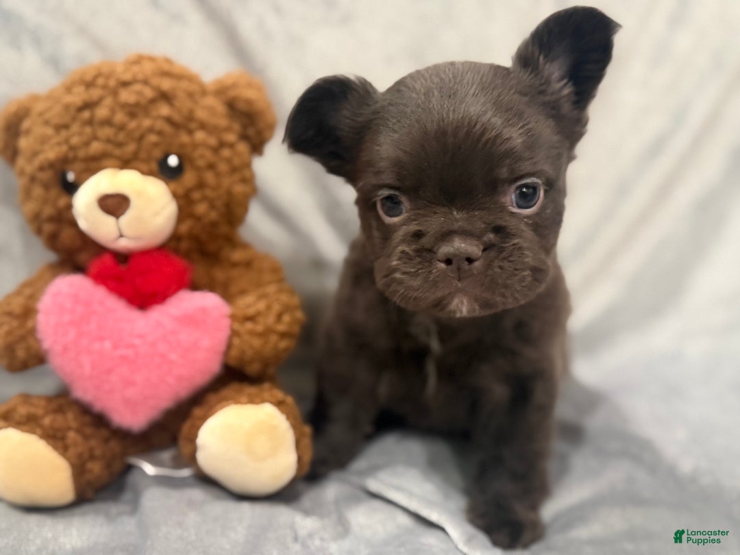 French Bulldog dogs for sale: Feliz - Ad 4