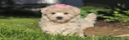 Maltipoo dogs for sale: Cinnamon - Ad 7