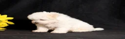 Bichon Frise dogs for sale: Sara - Ad 3