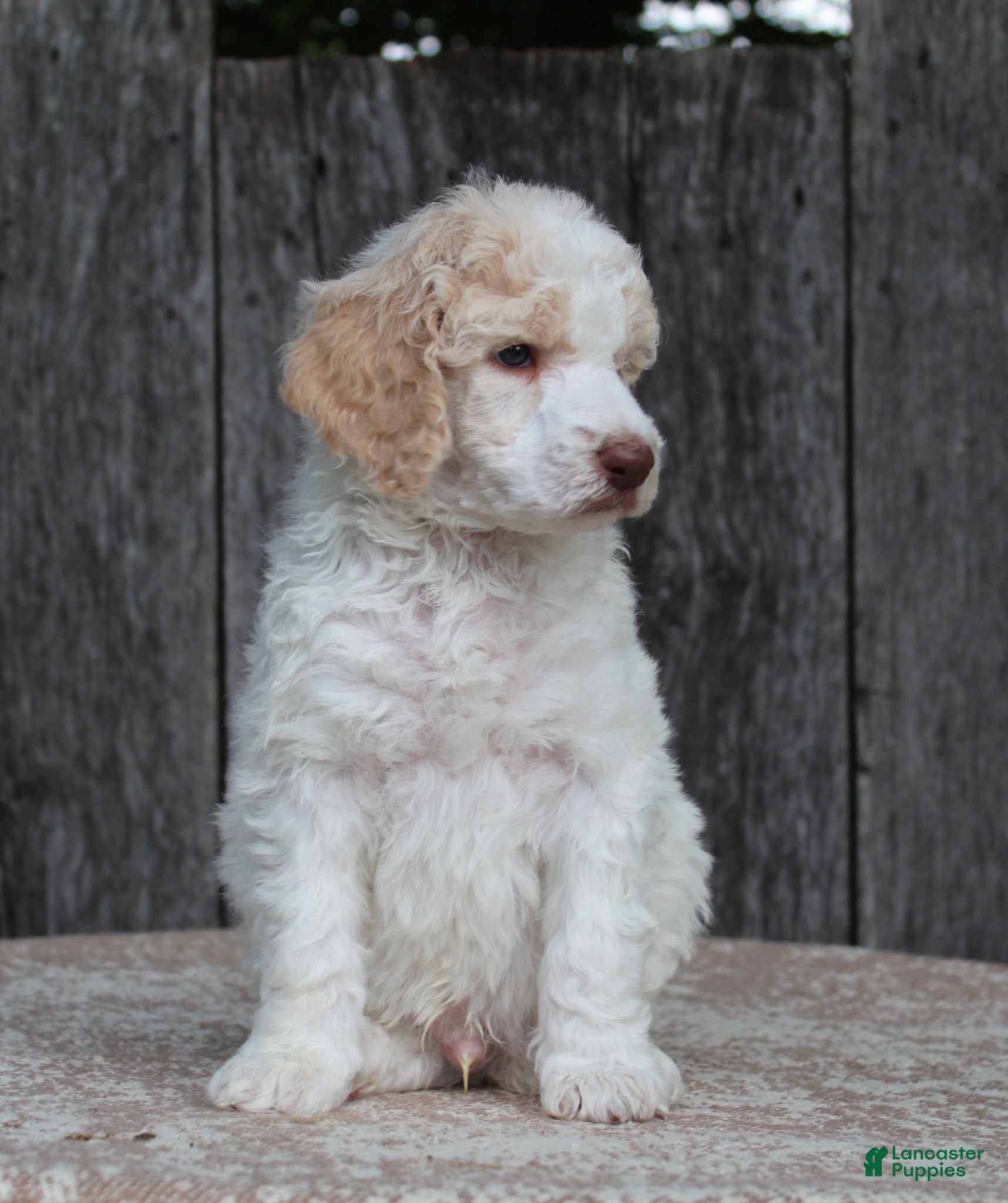 Standard Poodle dogs Pebble AKC Standard Poodle - Ad 1
