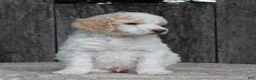 Standard Poodle dogs for sale: Pebble AKC Standard Poodle - Ad 9