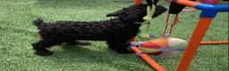 Kerry Blue Terrier dogs for sale: Garth - Ad 6