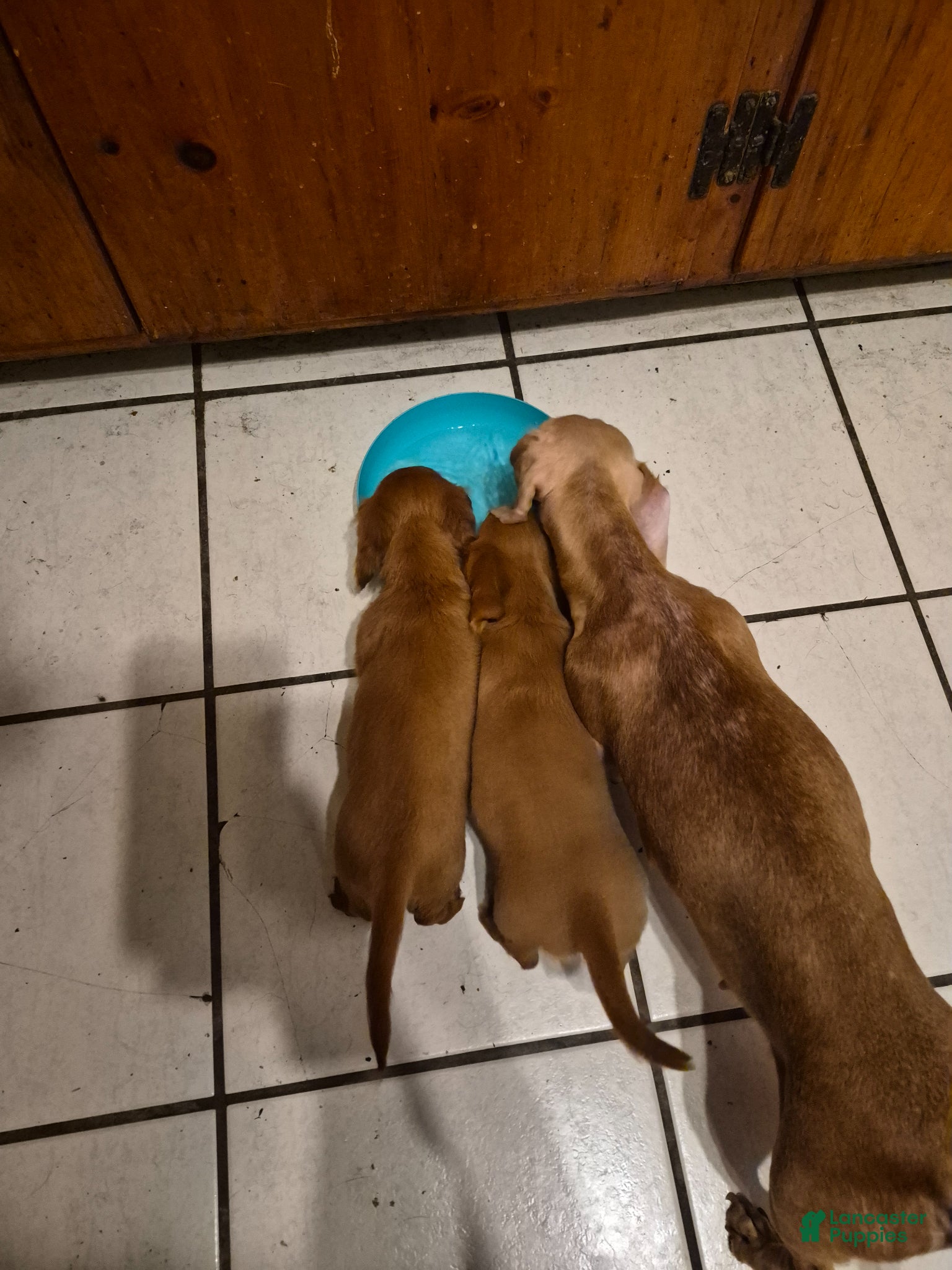 Dachshund dogs Dachshund Puppy 1 - Ad 2