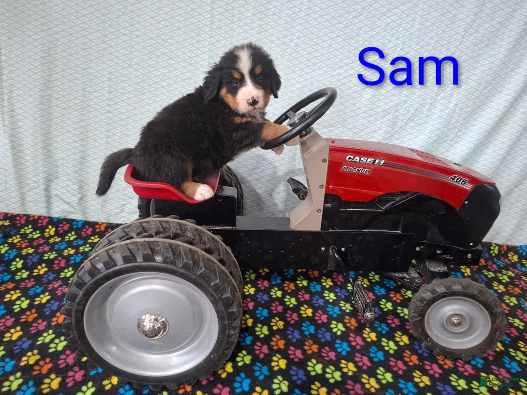 Bernese Mountain Dog dogs for sale: Sam - Ad 1