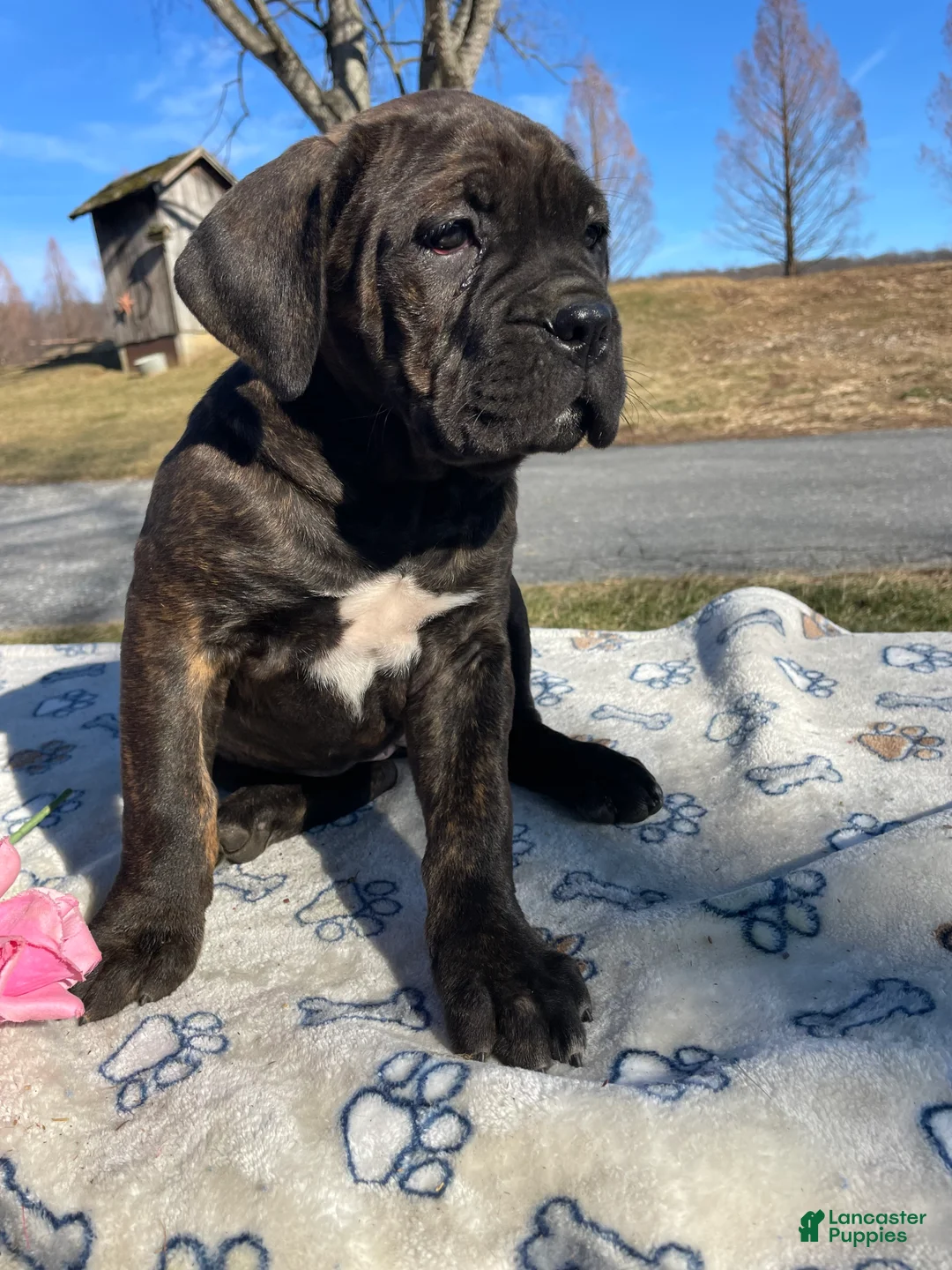 Cane Corso dogs for sale: Luna - Ad 4