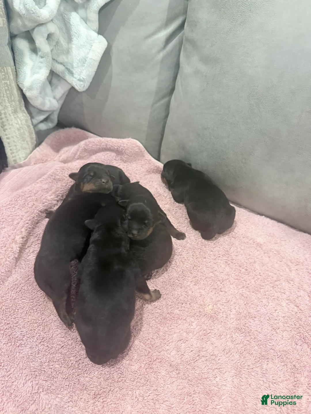Rottweiler dogs for sale: Rottweiler Puppy 7 - Ad 1