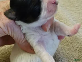 Yorkshire Terrier dogs Claire - Ad 20