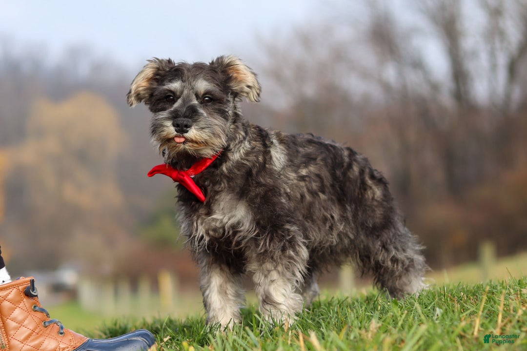 Miniature Schnauzer dogs for sale: Millie - Ad 3
