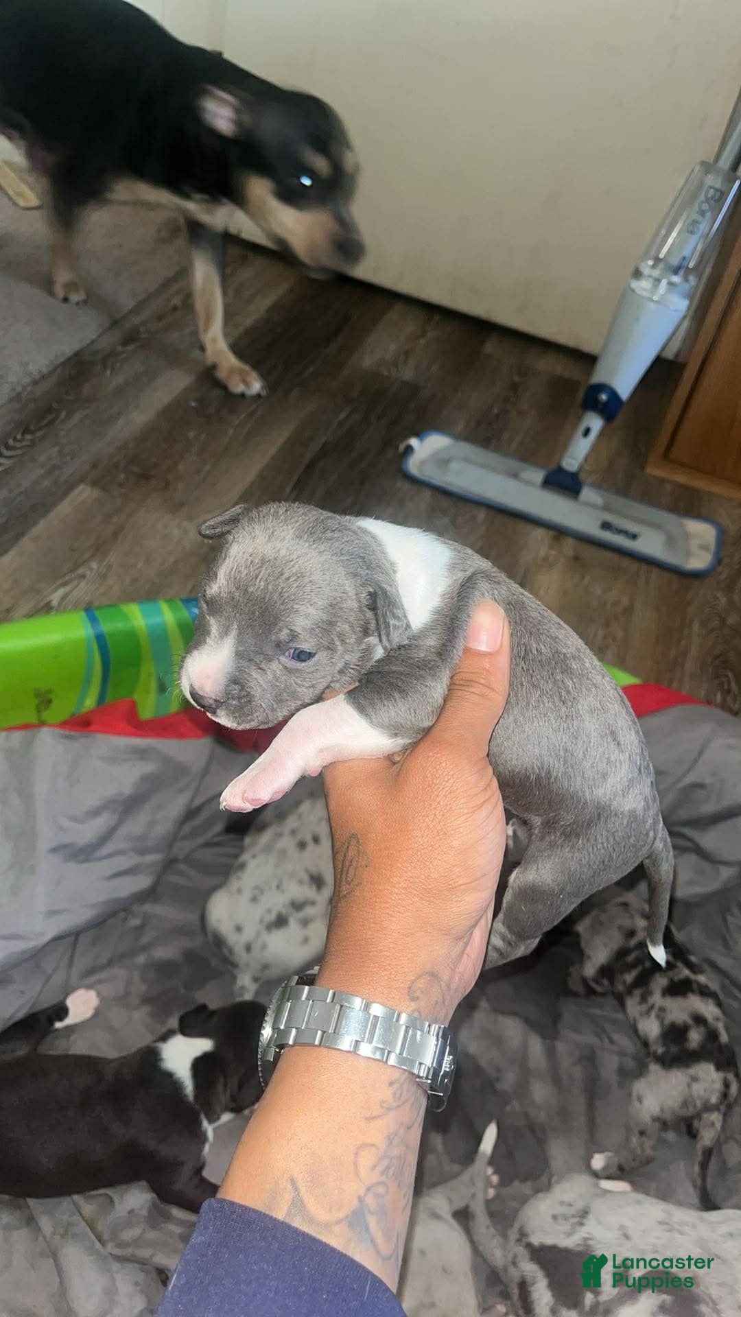 American Bully dogs for sale: American Bully Puppy 1 - Ad 2