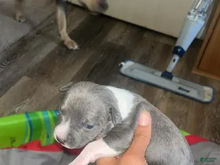 American Bully dogs American Bully Puppy 1 - Ad 21