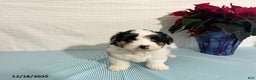 Mini Aussiedoodle dogs for sale: Marshall - Ad 2