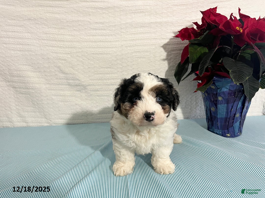 Mini Aussiedoodle dogs for sale: Marshall - Ad 2