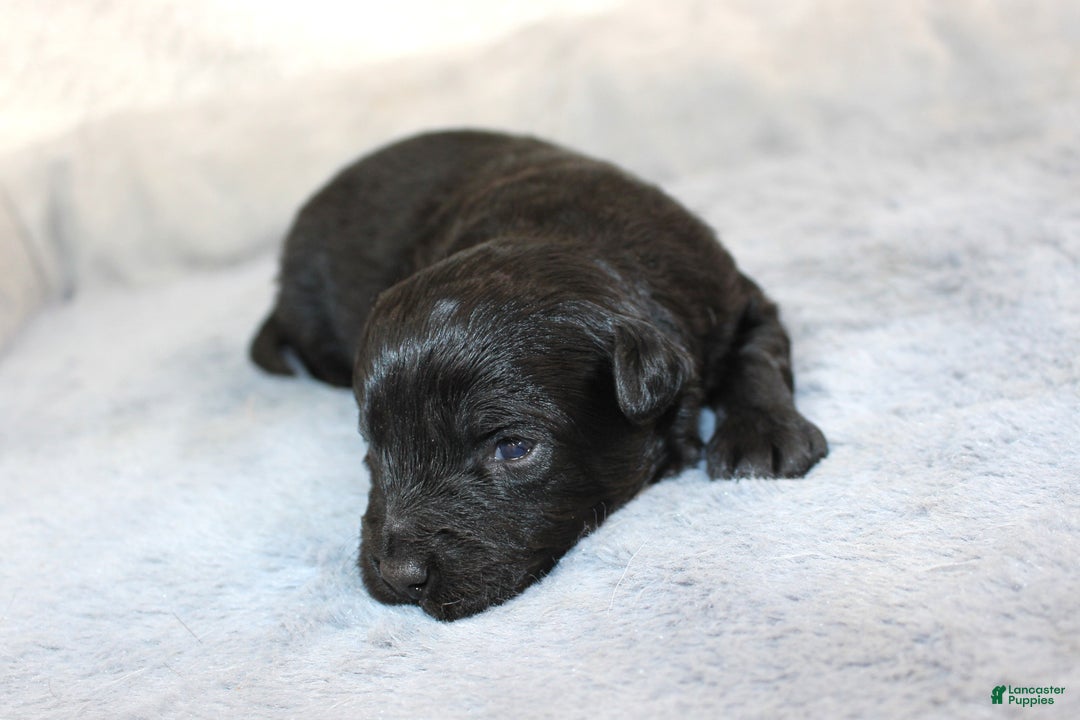 Aussiedoodle dogs for sale: Beau - Ad 1