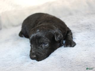 Aussiedoodle dogs Beau - Ad 21