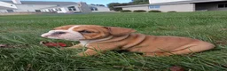 English Bulldog dogs for sale: Autumn  - Ad 3