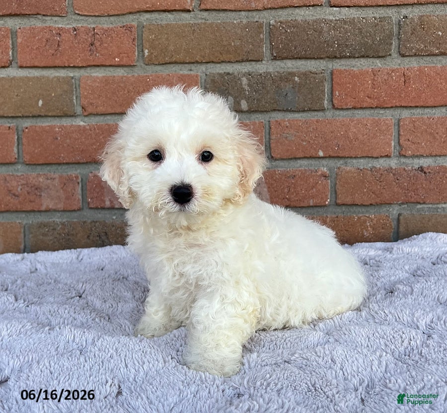 Bichon Frise dogs Jojo - Ad 1
