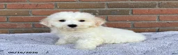 Bichon Frise dogs for sale: Jojo - Ad 1